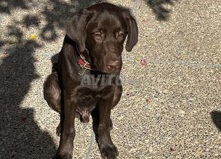 Labrador chocolat
