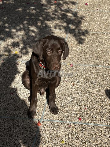 Labrador chocolat