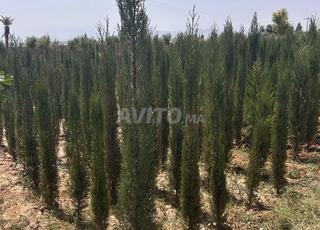 Cyprès vénitien à vendre à partir de 2 mètres