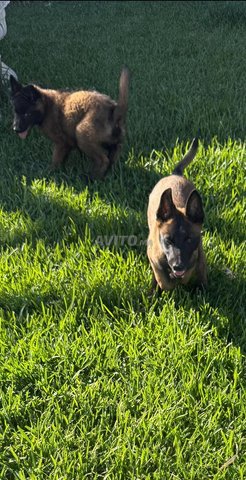 1 فوميل مالينو هولندي