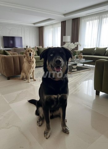 جرو أنثى هجين جولدن هاسكي 6 أشهر 🐾