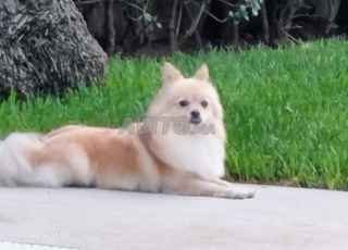 Spitz femelle allemand