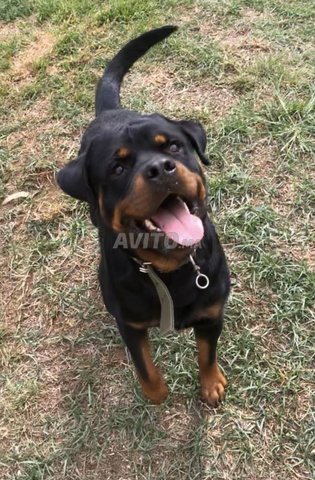 جراء روتويلر أباء نسب