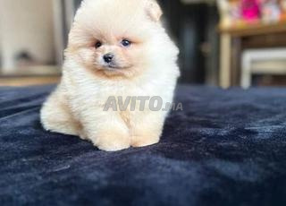 كلب صغير من نوع سبيتز