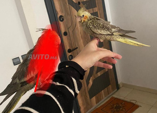 2 Calopsittes dressés