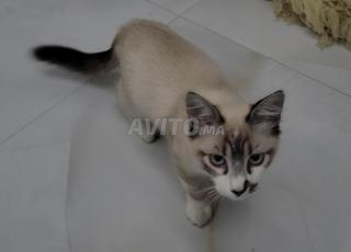 2 سيامois مجانا