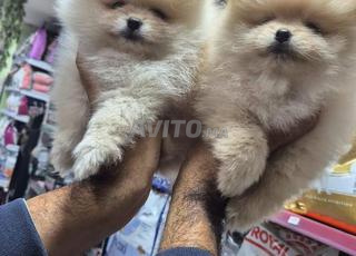 كلب سبيتز صغير