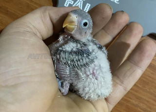 Bébés roses à dresser pour ceux qui sont intéressés, bienvenue
