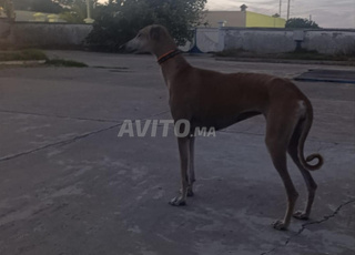 كلبة سلوقية صيد نقية وصحية للبيع 🐶