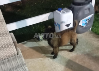 Chien 🐕 type maninwa charbonné