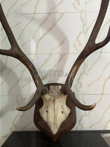 جائزة صيد / قرون الأيل