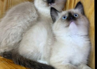 chat ragdor mall 2 mois