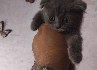 Chat scotich beritich mâle et femelle