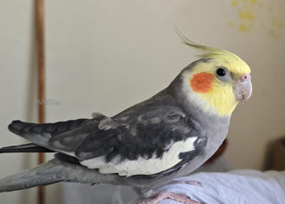 couple calopsittes bien dressés