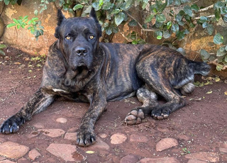 cane corso