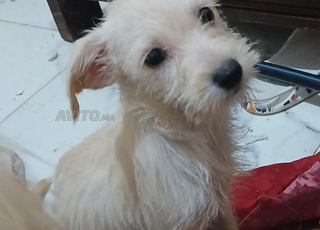 شواوا بابيو للبيع