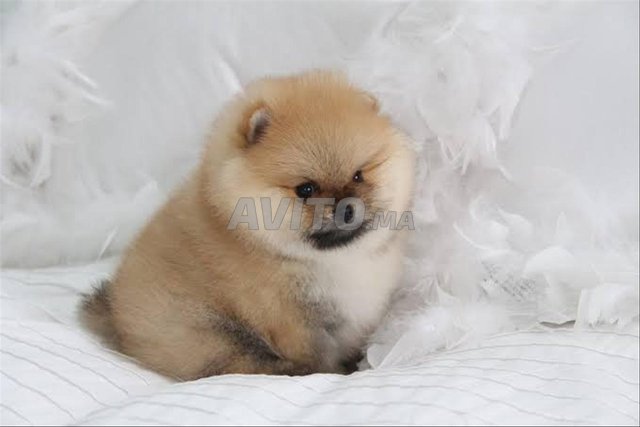 كلب صغير من نوع سبيتز