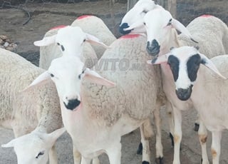 Il y a 30 moutons Sardi de qualité