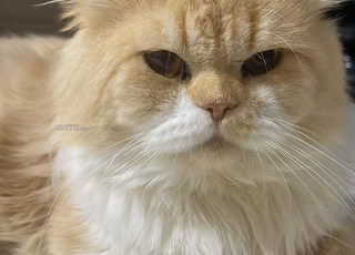 persian exotic long hair