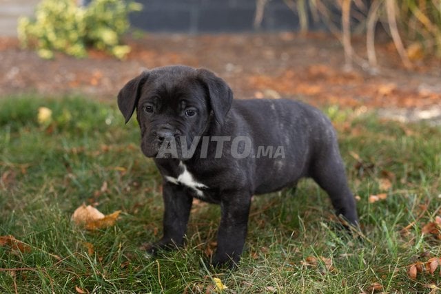 جراء Cane Corso