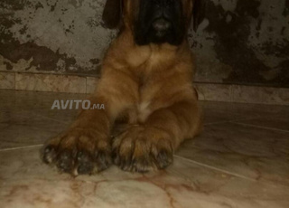 أنثى cane corso ذات حجم كبير وسلالة نقية