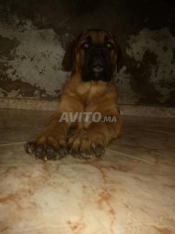 أنثى cane corso ذات حجم كبير وسلالة نقية