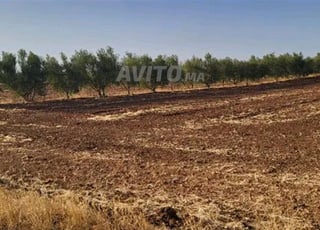 2000 mètres à vendre près de la ville d'El Hajeb