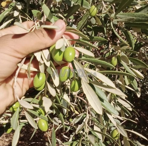 زيتون بالجملة - جودة ممتازة