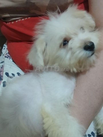 كلب بيشون الهافاني صغير الحجم