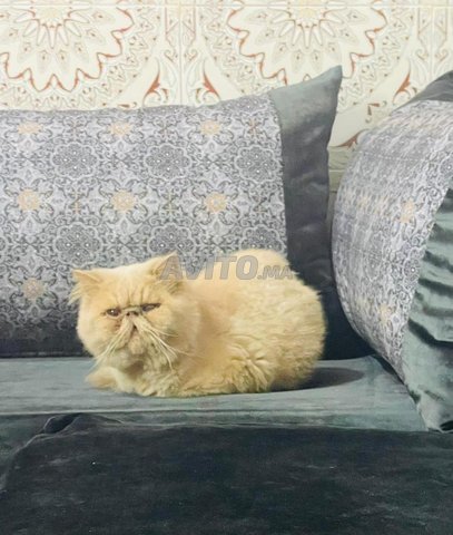 ذكر فارسي أصيل - دفتر التطعيمات محدث