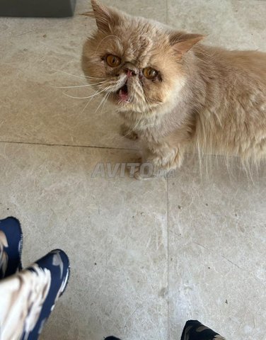 ذكر فارسي أصيل - دفتر التطعيمات محدث