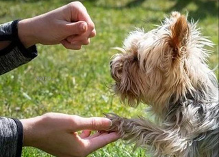 تدريب الكلاب