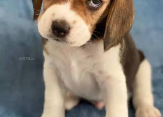 chiot beagle