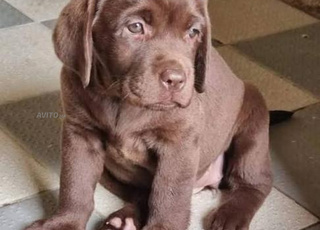 labrador chocolat chiot