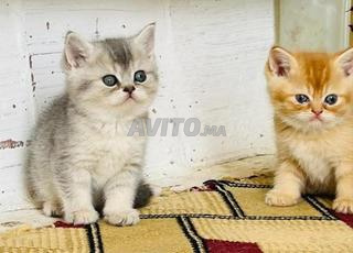 Mâle et femelle British