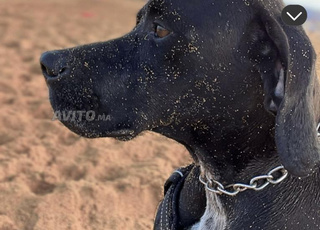 Magnifiques chiots Pointer ِراء بوينتر