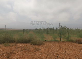 Terrain de 40 Ha a vendre sur la route d'amizmiz