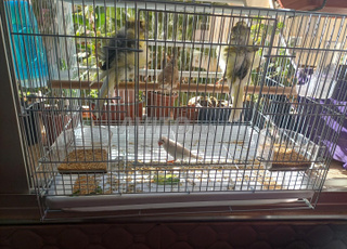 Couple canari parisien