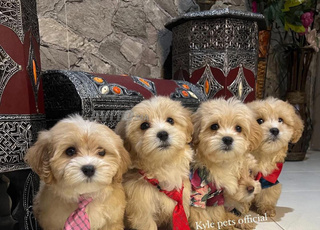 chiot race bichon havanais toy