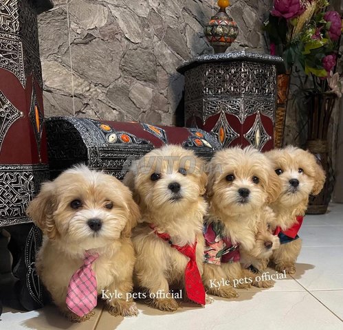 chiot race bichon havanais toy