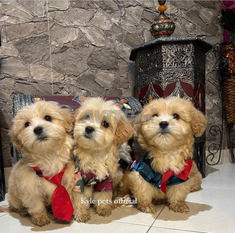 جرو من سلالة بيشون هافانيز قزم