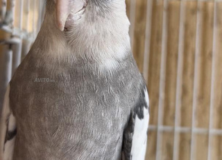 Calopsitte mâle face blanche et femelle latino oeil rouge