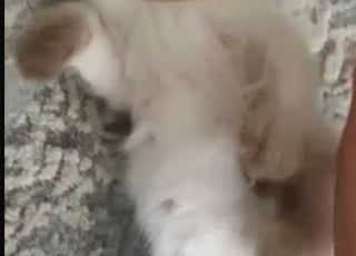 قط للبيع من نوع راغدول / سيامي