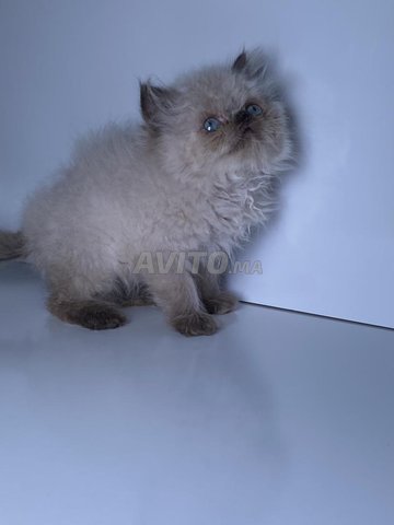 قط صغير من سلالة الفارسية