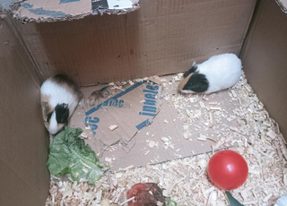 Cobaye, cochon d'inde