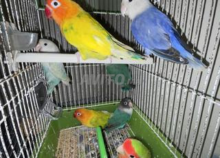 Oiseaux inséparables