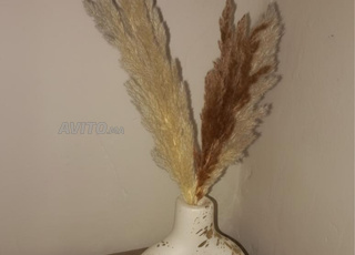 Marrakech Mohammedia