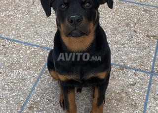 ذكر روتويلر 4 أشهر