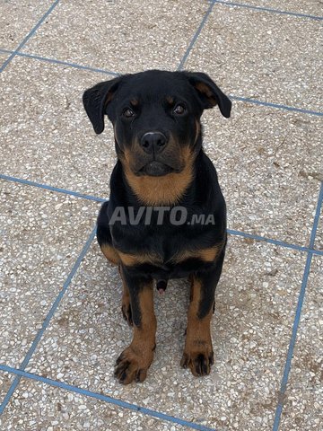 Male rottweiler 4 mois