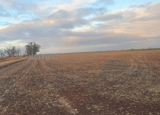 Terrain Agricole à louer à proximité de Berrechid